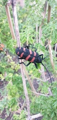 Ceroplesis capensis
