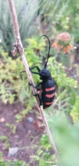 Ceroplesis capensis