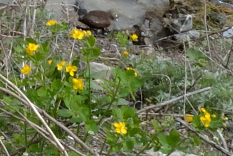 Žuti rosopas (Chelidonium majus)