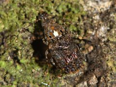 Lophus rudis