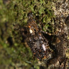 Lophus rudis