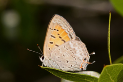Tharsalea arota arota