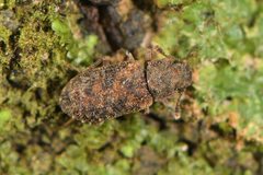 Colydiinae