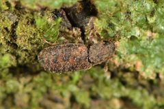 Colydiinae