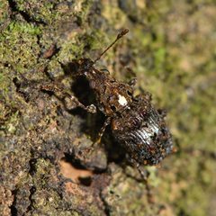 Lophus rudis