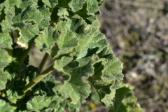 Malva lusitanica