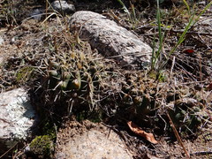 Parodia mammulosa