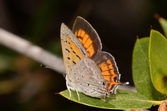 Tharsalea arota arota