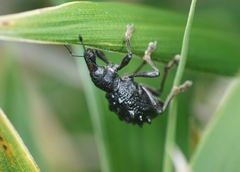 Megalometides cacicus