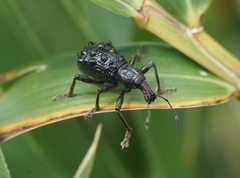 Megalometides cacicus