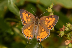 Tharsalea arota arota