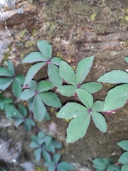 Tetrastigma obtectum