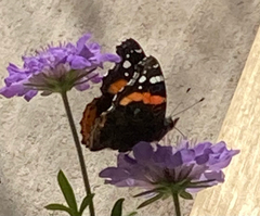 Vanessa atalanta