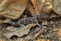 Cyrtodactylus deccanensis