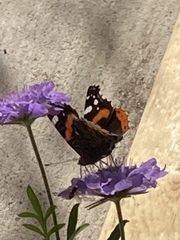 Vanessa atalanta