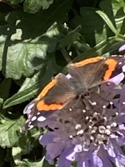 Vanessa atalanta