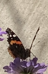 Vanessa atalanta
