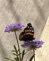 Vanessa atalanta