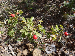 Rosa sicula