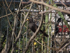 Turdus merula