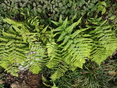 Microlepia pseudostrigosa