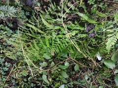 Microlepia pseudostrigosa