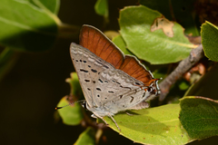Tharsalea arota arota