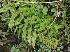 Microlepia pseudostrigosa