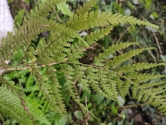 Microlepia pseudostrigosa