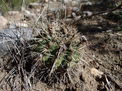 Parodia mammulosa