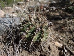 Parodia mammulosa
