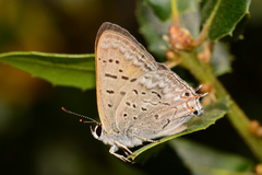 Tharsalea arota arota