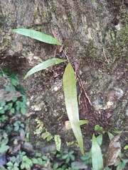 Lepisorus thunbergianus