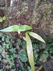 Lepisorus thunbergianus