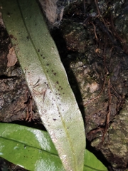 Lepisorus thunbergianus