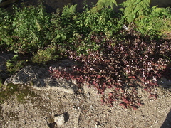 Persicaria capitata