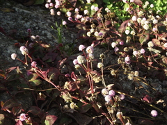 Persicaria capitata