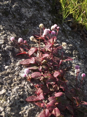 Persicaria capitata