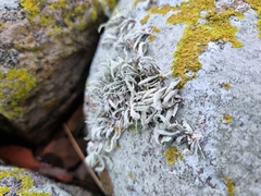 Ramalina siliquosa