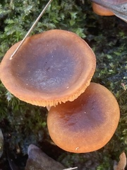 Lactarius oculatus