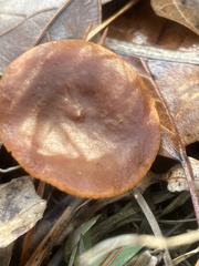 Lactarius oculatus
