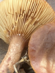 Lactarius oculatus