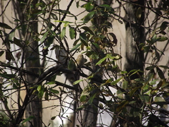 Phylloscopus collybita