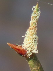 Eleocharis limosa