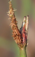 Eleocharis limosa