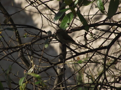 Phylloscopus collybita