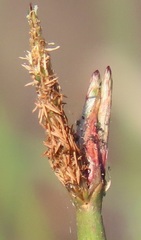 Eleocharis limosa