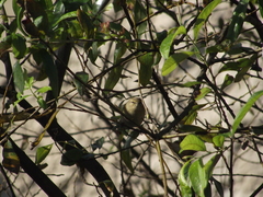 Phylloscopus collybita