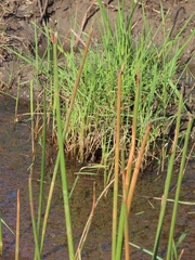 Eleocharis limosa