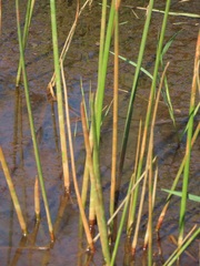 Eleocharis limosa